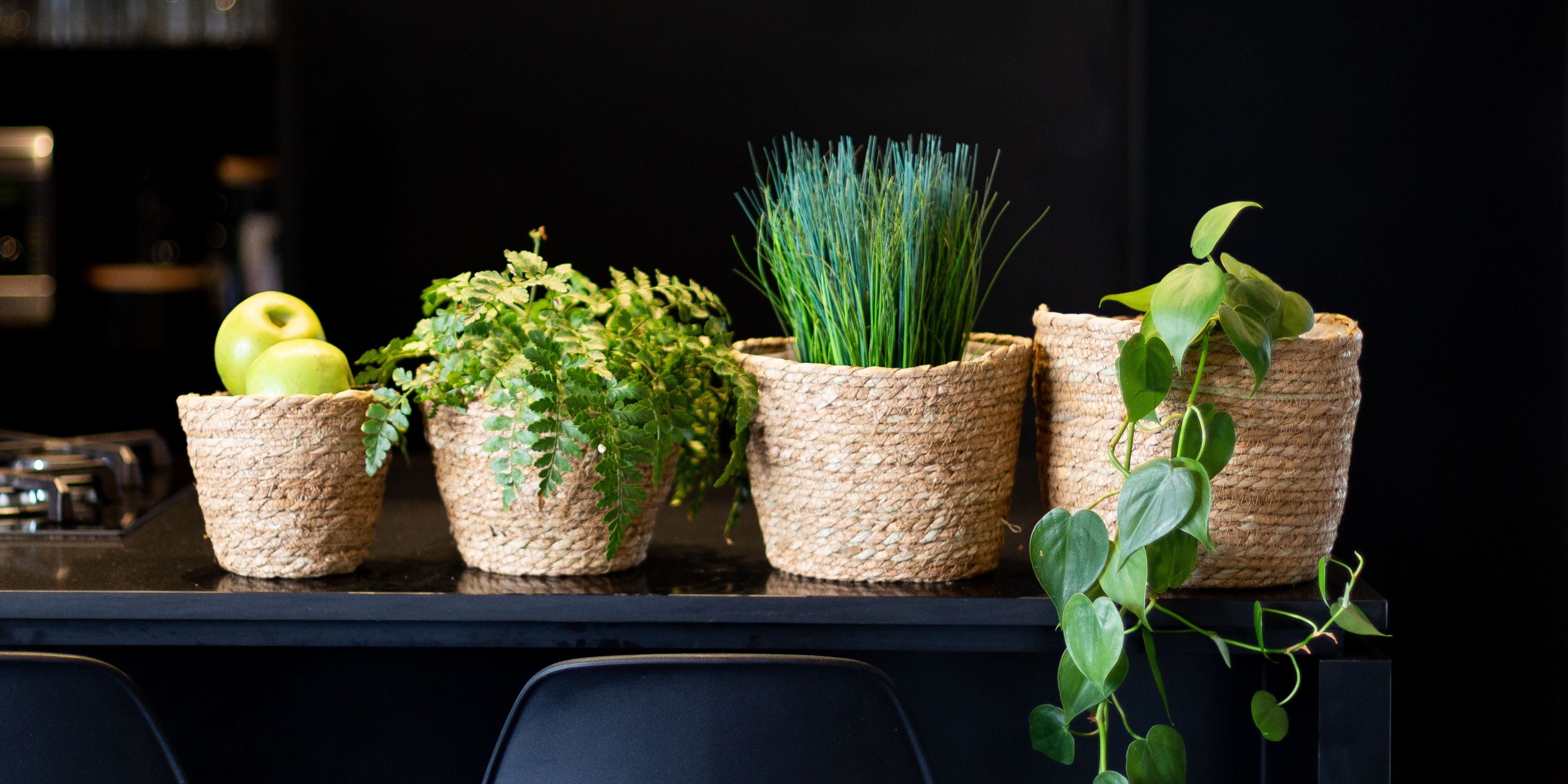 Green plants stored in woven grass flower baskets sitting on a black bench.