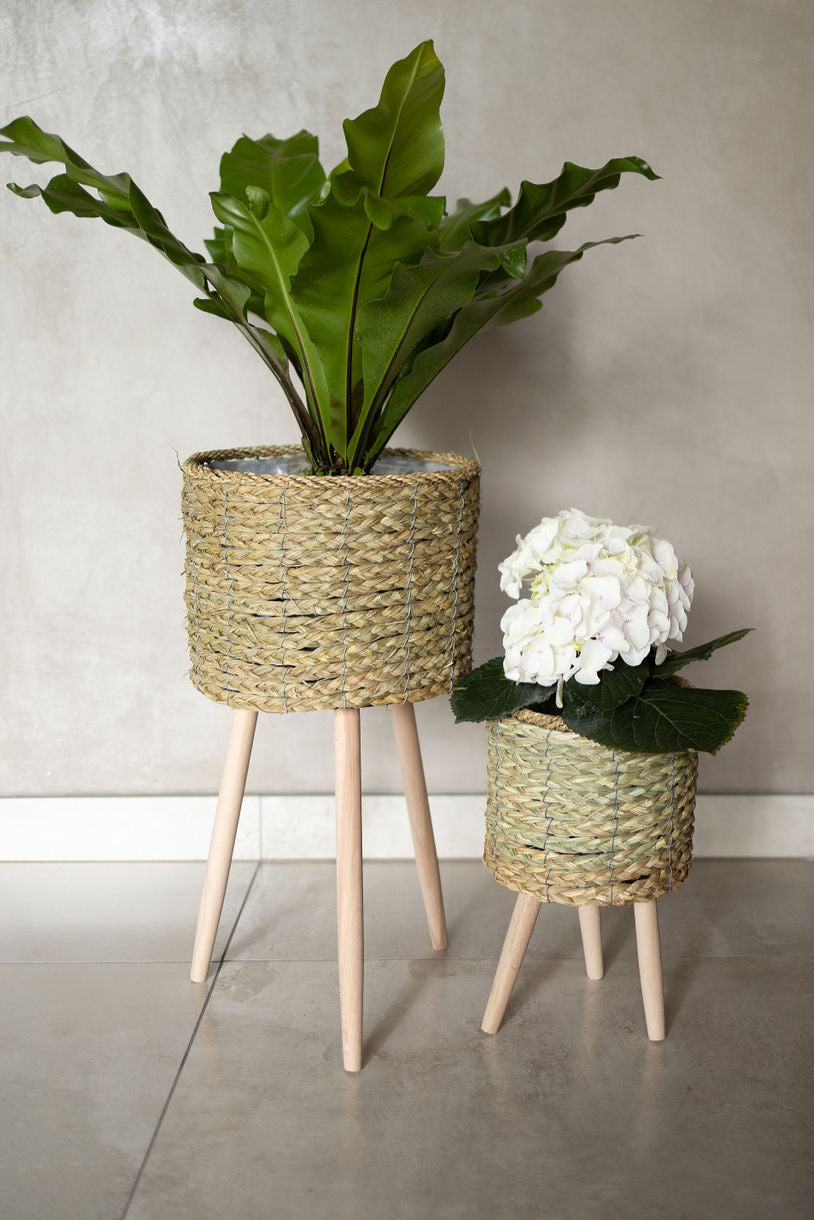 Plants in Natural Basket on Wooden Stand