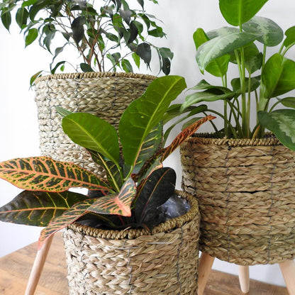 Natural Basket on Wooden Stand