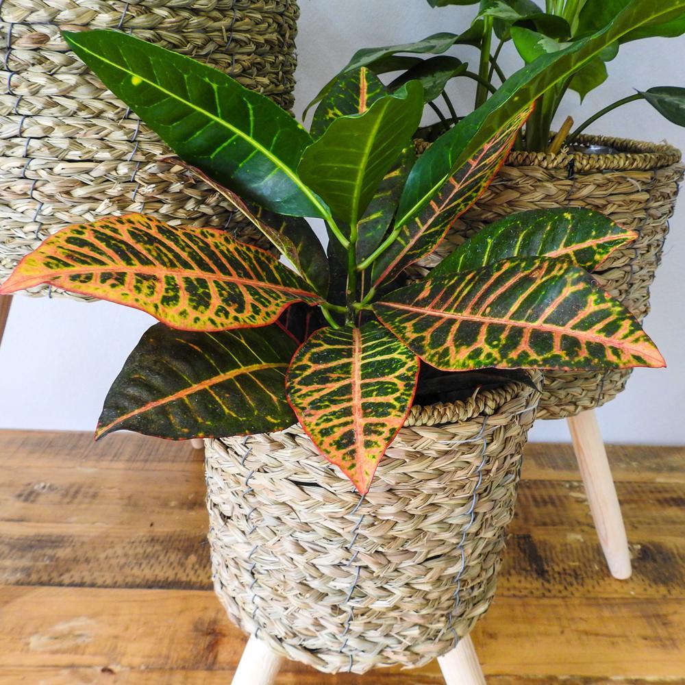 Natural Basket on Wooden Stand